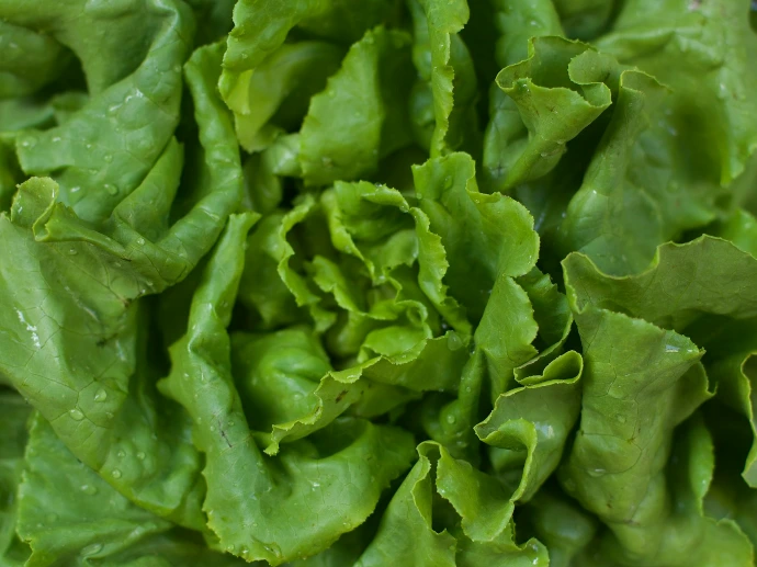A pile of lettuce sitting on top of a table