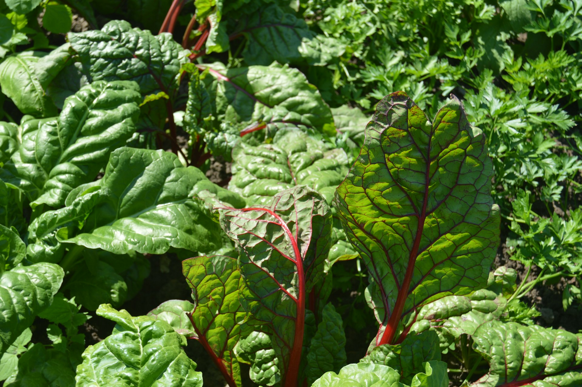 Verduras frescas creciendo en un sistema hidropónico Duragarden