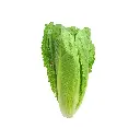 Lettuce Romaine