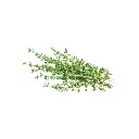 Thyme