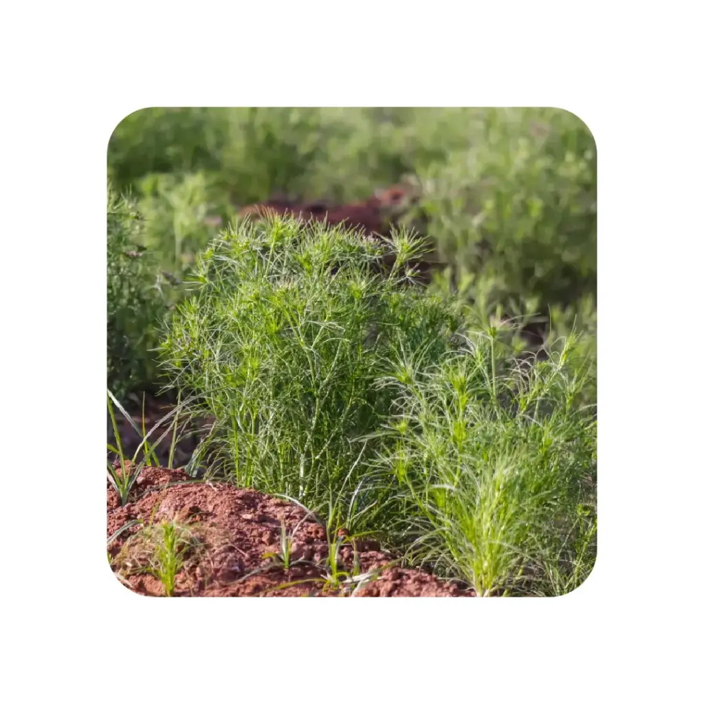 Cumin