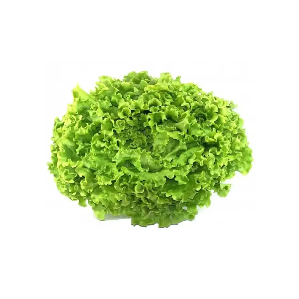 Lettuce Batavia (copy)