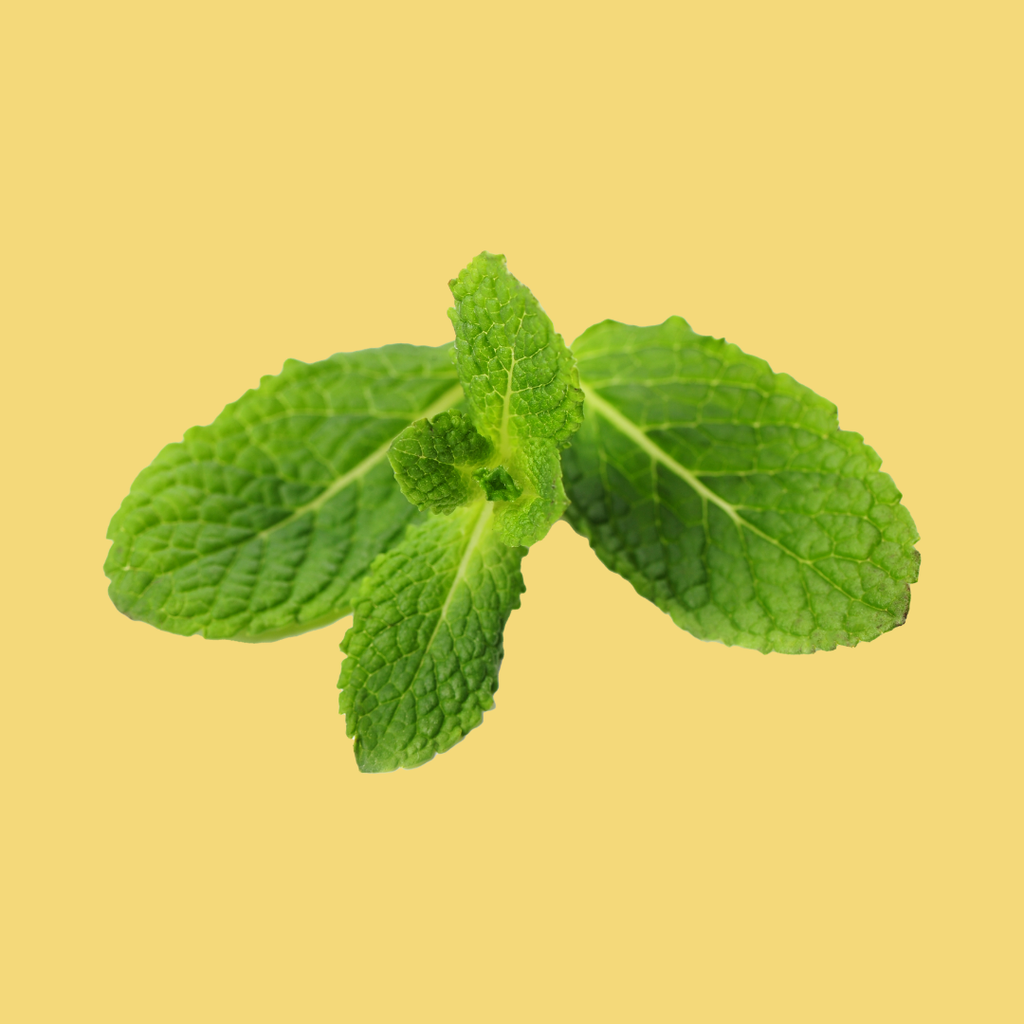 Moroccan Mint