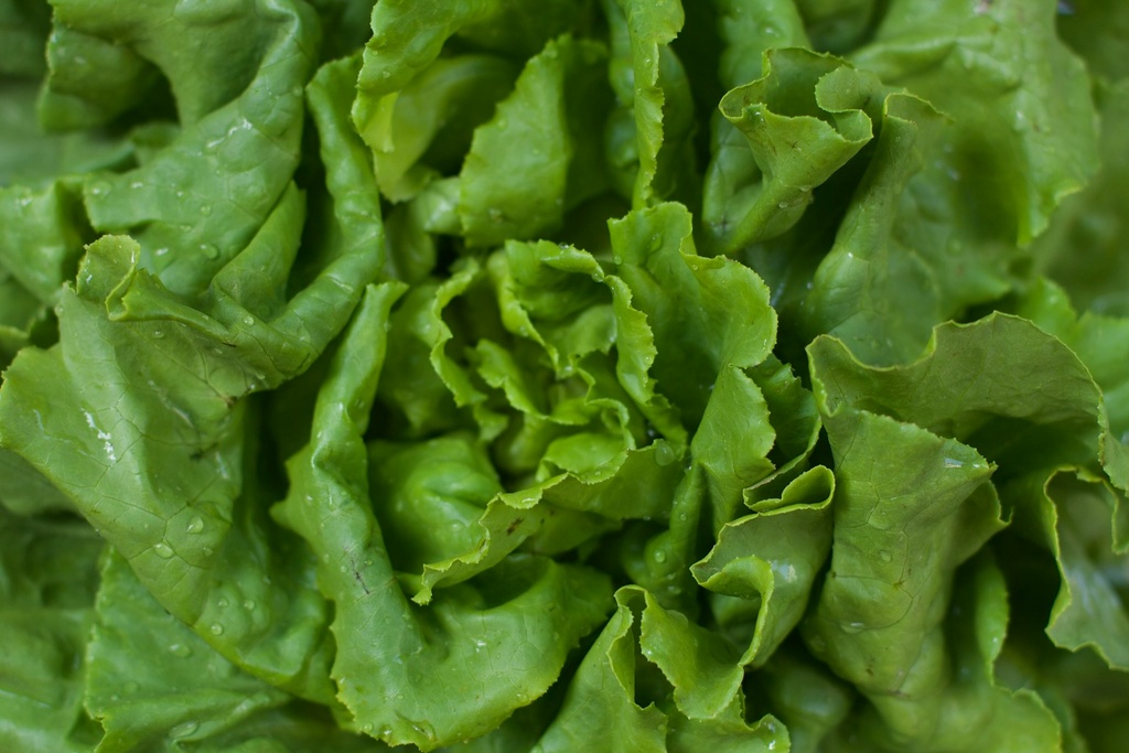 Butterhead Lettuce